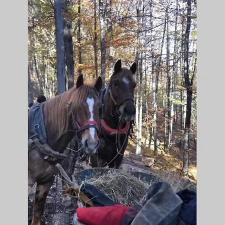 Happy Trails